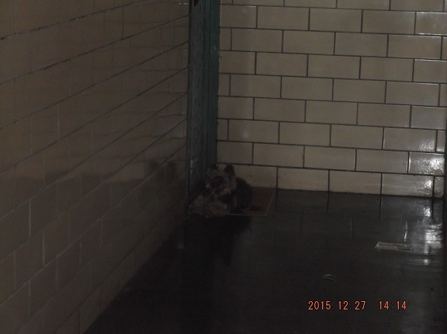 Unleashed 2C Attack Dog Alone In Hallway!!